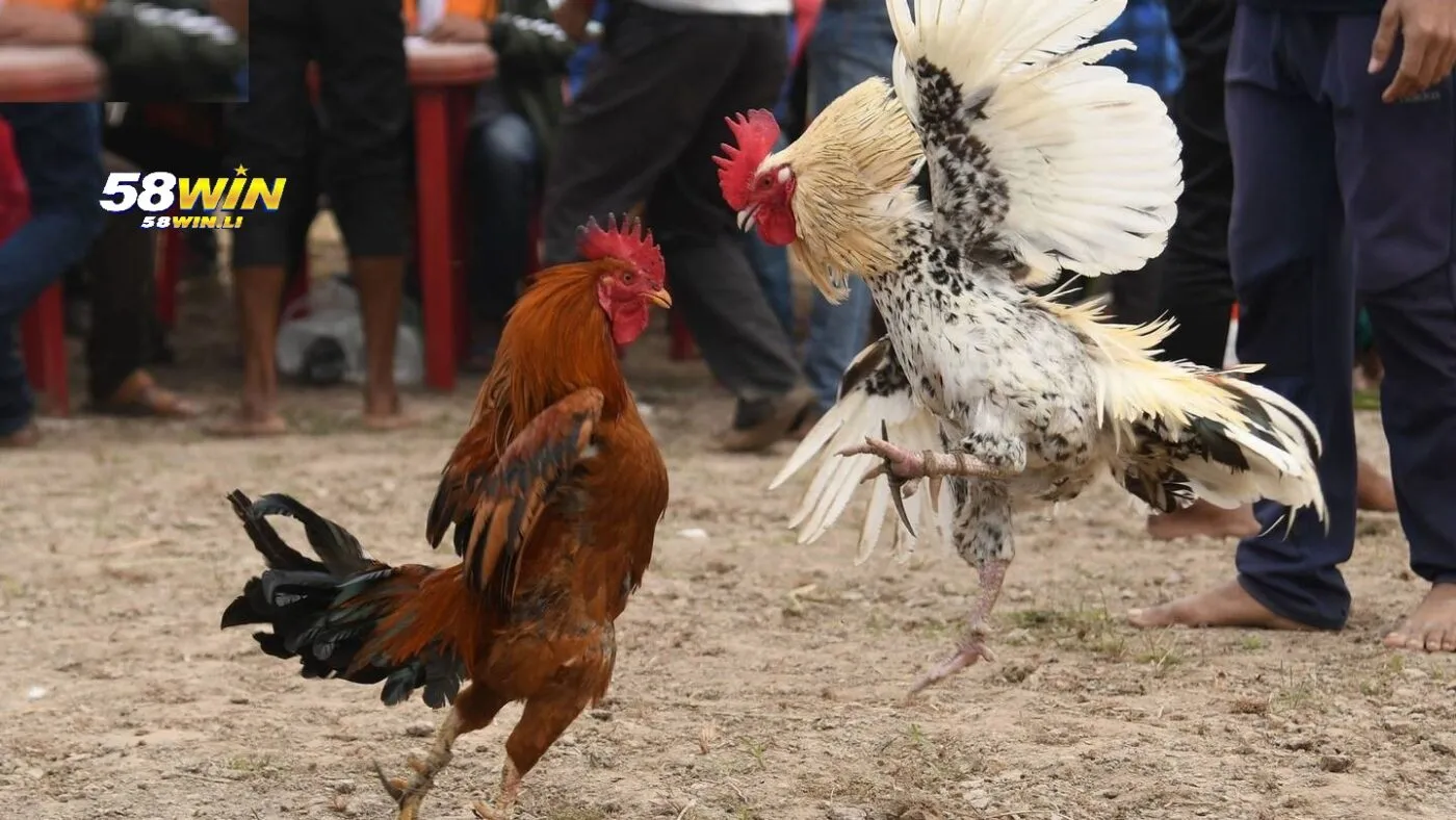 So sánh Đá Gà Mỹ 58win với các loại đá gà khác
