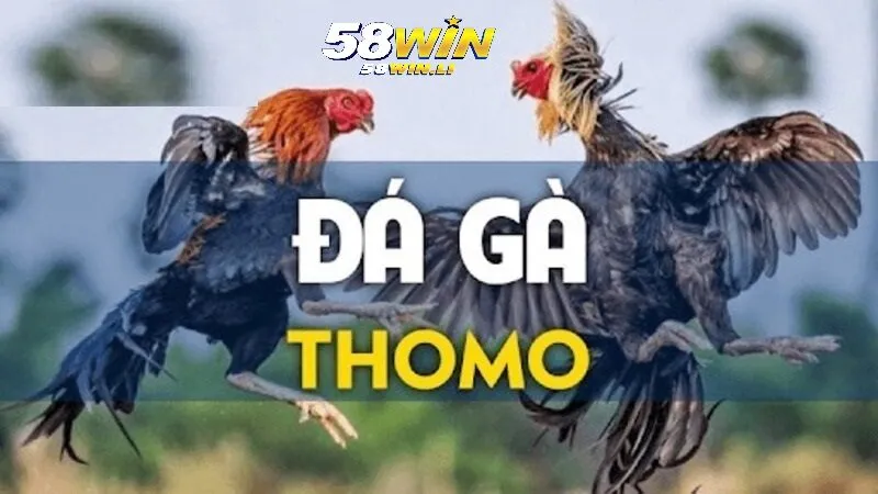 Cách phân định thắng thua Đá Gà Thomo 58win